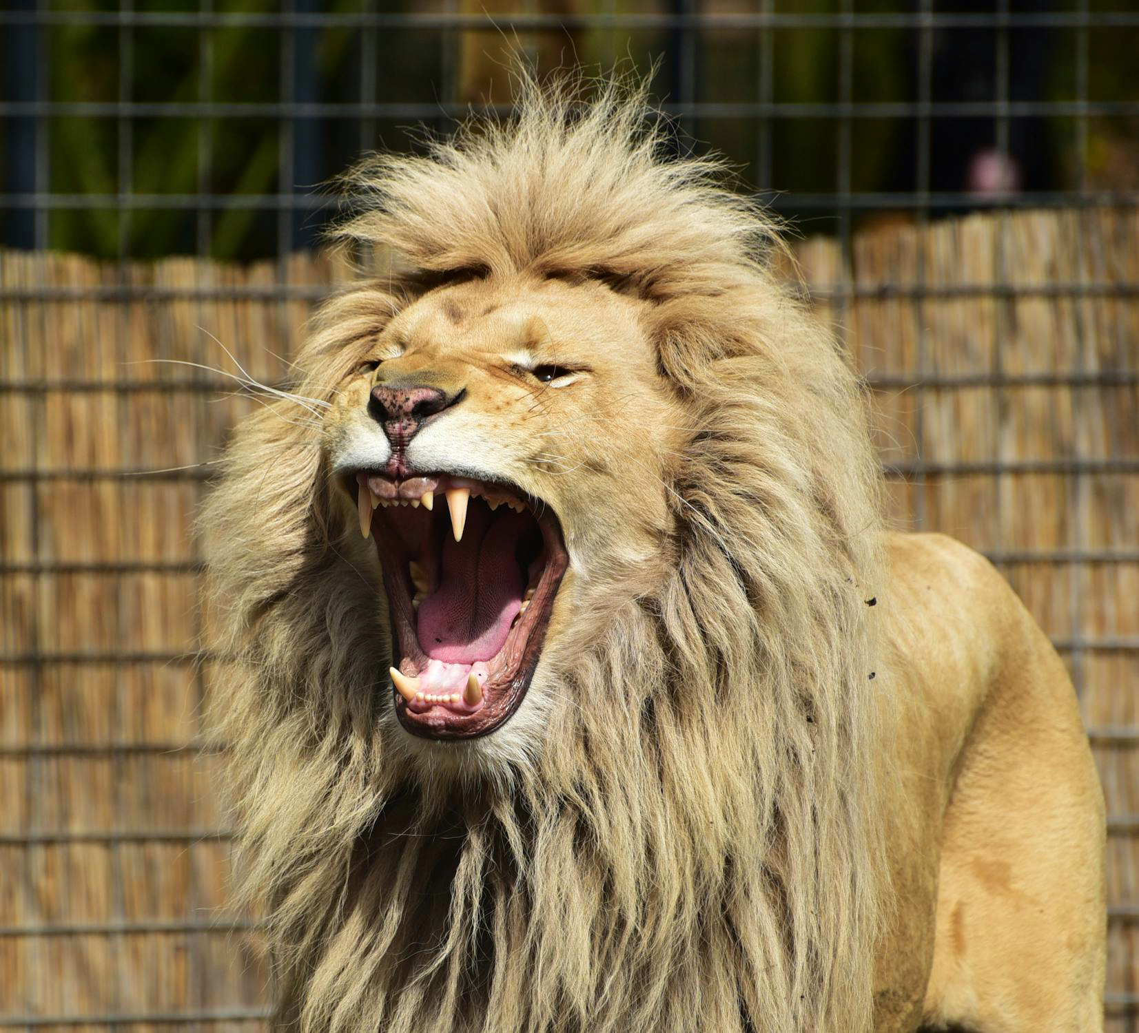 Our Collective Curiosity About the Carnivore Diet