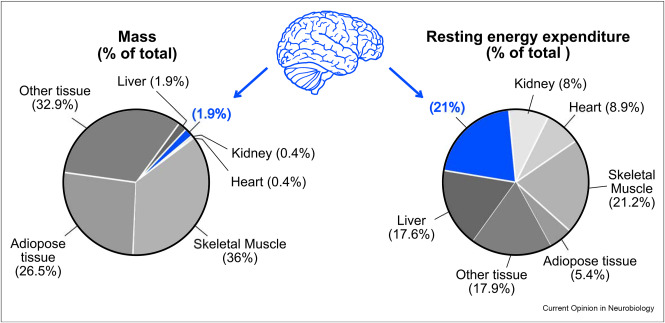 Brain energy expenditure graph